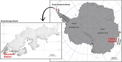 It Is Hot in the Sun: Antarctic Mosses Have High Temperature Optima for Photosynthesis Despite Cold Climate